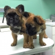 Astonishing French bulldog puppies for rehoming
